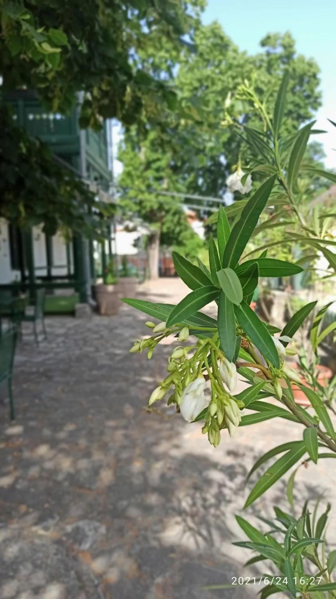 Bed and Breakfast Svájci Lak Panzió Nyíregyháza Exterior foto